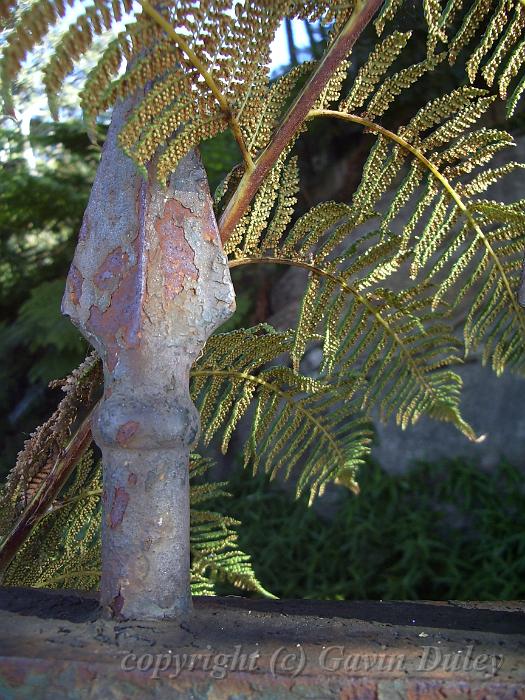 Fertile fronds of fern, Royal Botanic Gardens IMGP2794.JPG